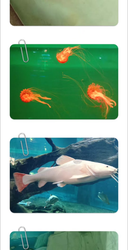 唯美的白鲸之恋,郑州海昌全天只需99.
