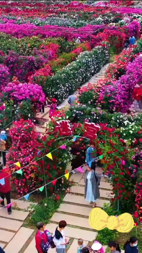 潼南看玫瑰花地方