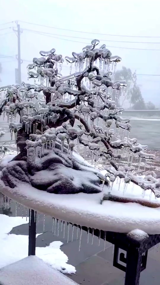 琼枝玉树像什么