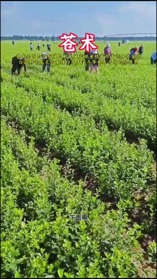 黄花菜专用除草剂