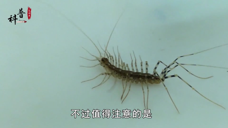 七彩凤尾蜈蚣_七彩凤尾蜈蚣有毒吗_七彩凤尾蜈蚣怎么养 - 抖音