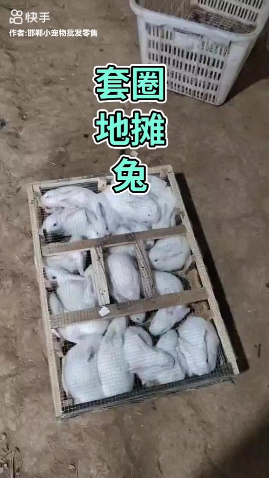 宠物兔子批发10元一只