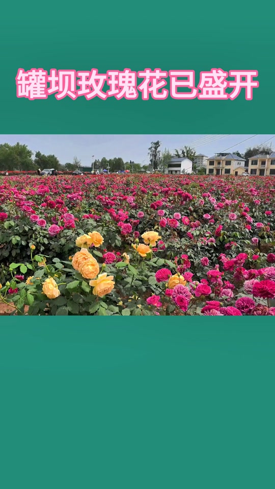 潼南看玫瑰花地方
