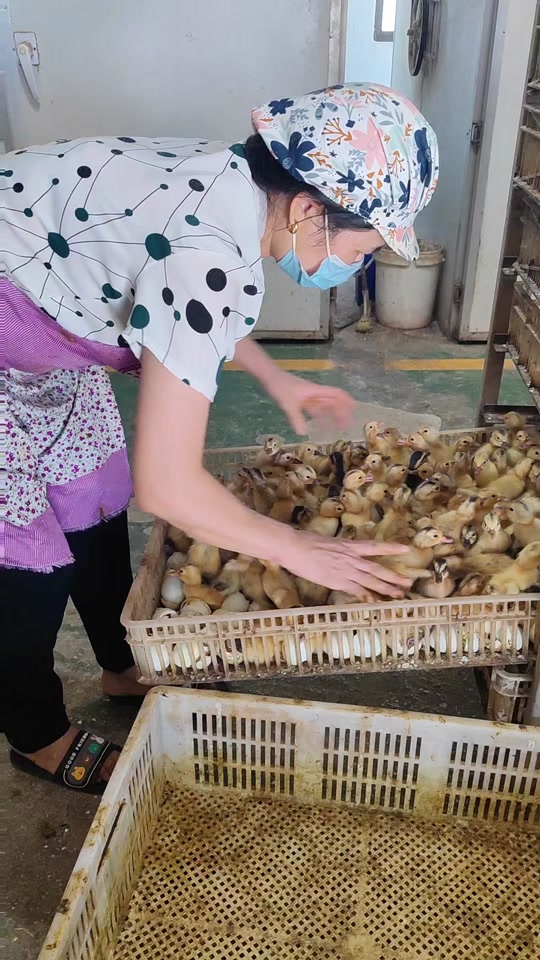 优质虾苗供应