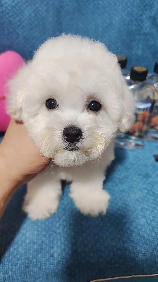 比熊妹妹标体大眼睛 比熊萌妹,73天,两针疫苗卫佳伍#马尔济斯 #比熊