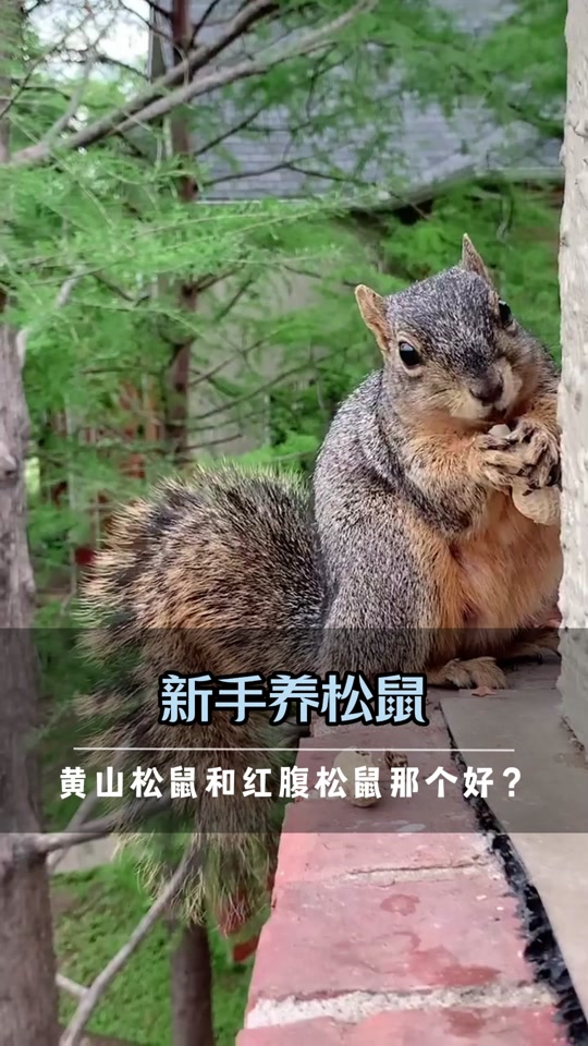 红腹松鼠和黄山杂交后代长什么样 - 抖音