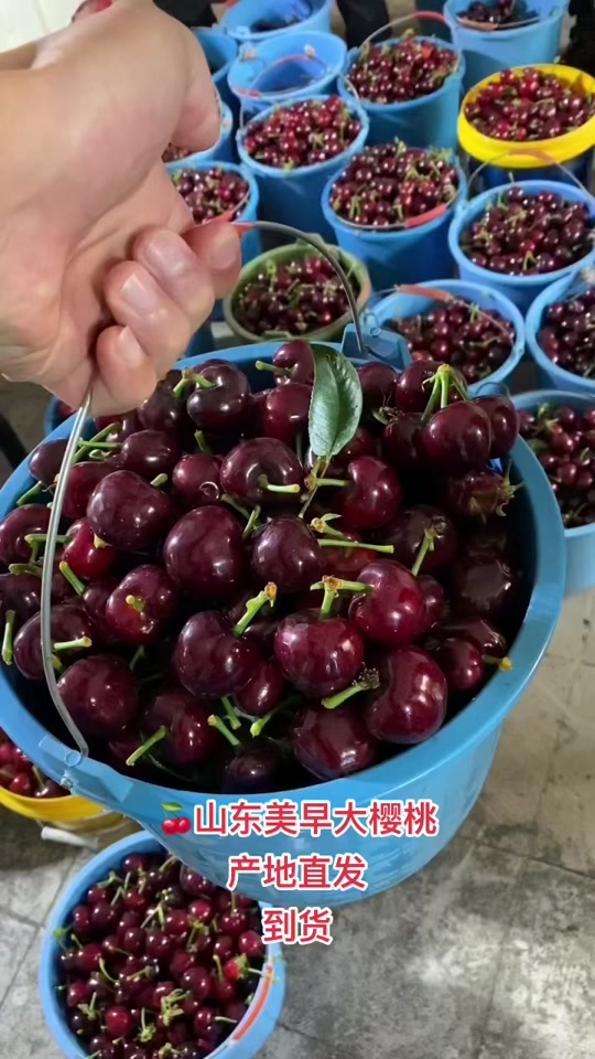 山东美早大樱桃 产地直发 - 抖音