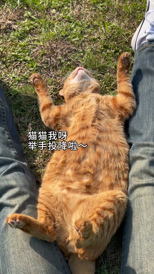 香蕉猫表情包举手投降