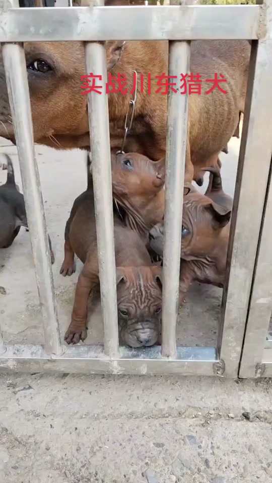 川东猎犬的缺点