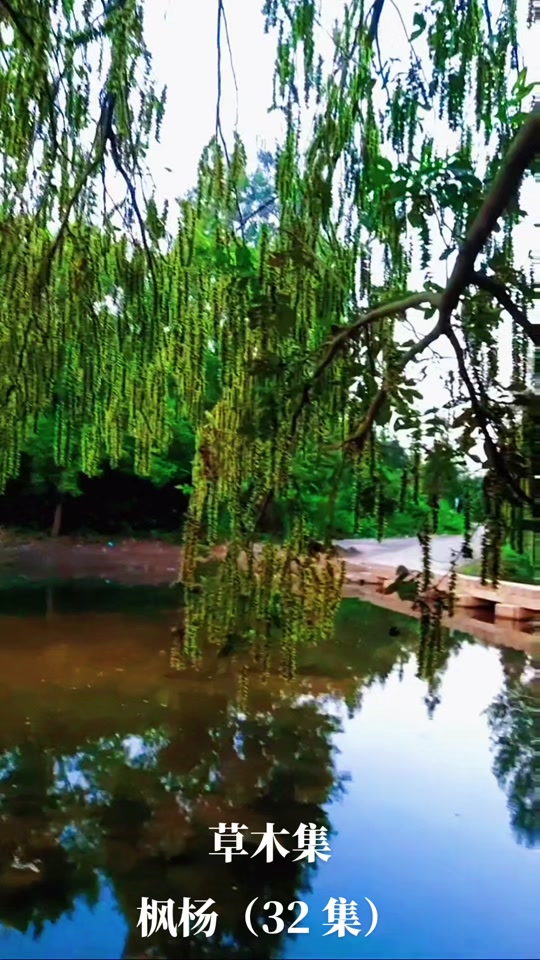 清晨的枫杨树,比太阳醒得早.