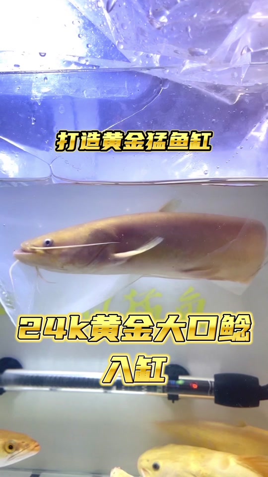 黄色大口鲶鱼