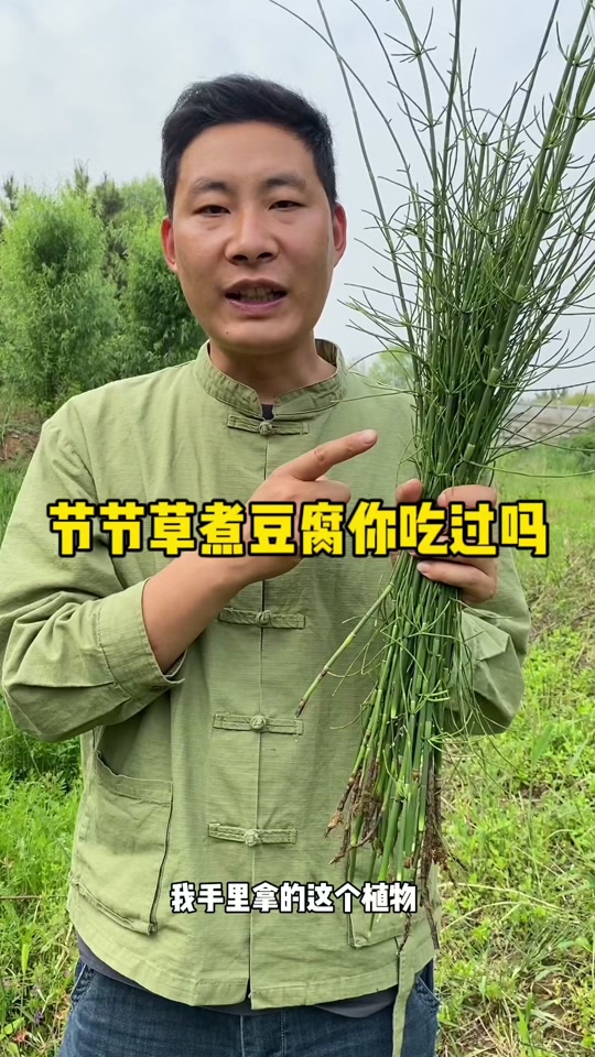 节节草煮豆腐作用