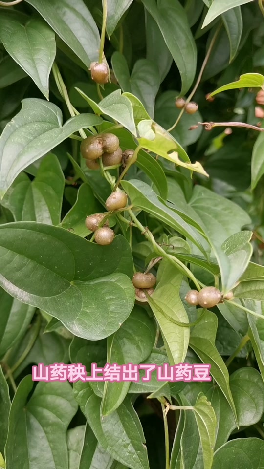 山药秧上结出了密密麻麻的山药豆