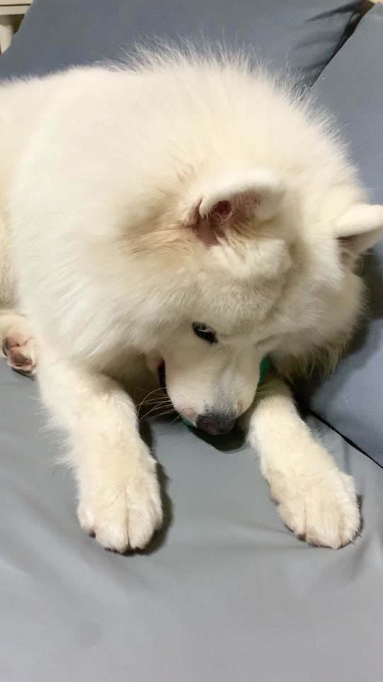 很火的斜眼狗狗表情包 - 抖音