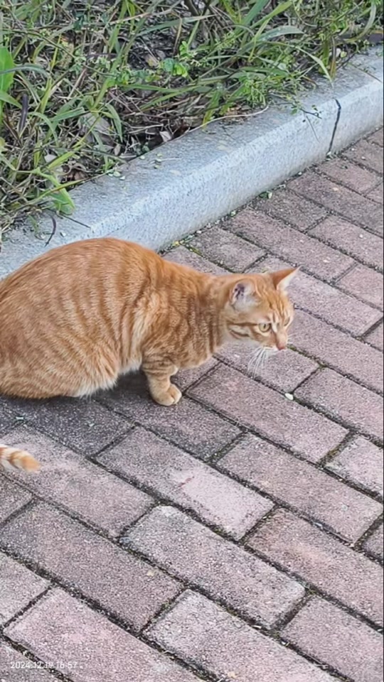 黄色小奶猫可爱呀