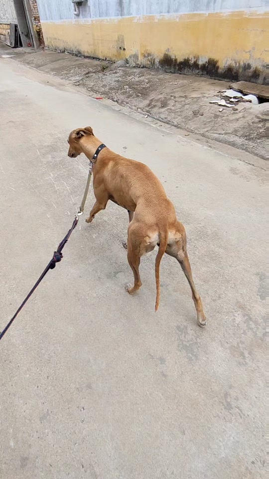 黑带格力犬