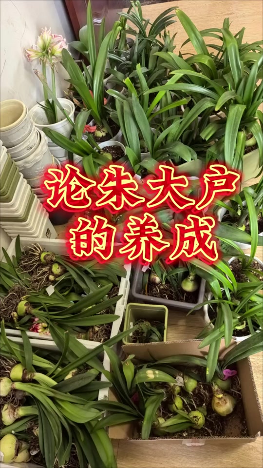 血鹦鹉朱顶红
