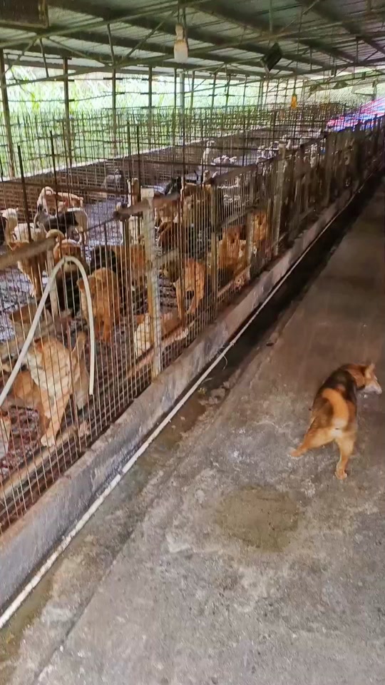 肉狗养殖棚搭建图_肉狗养殖狗舍搭建_肉狗养殖棚搭建图纸 - 抖音