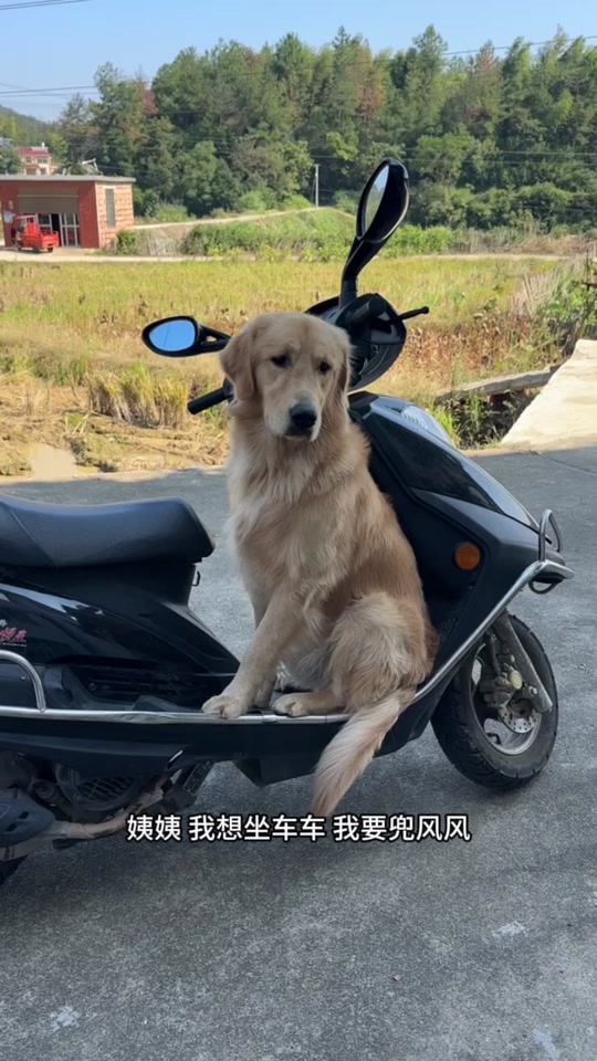 小鸡毛骑电动车表情包