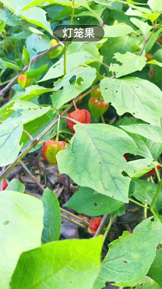 "五针松"意大利国树.