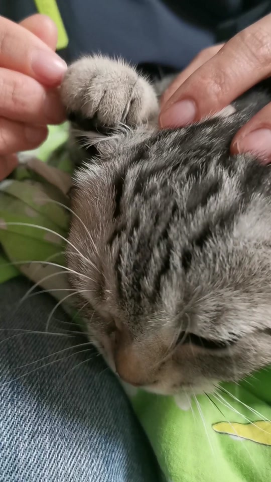 双手捏耳表情包