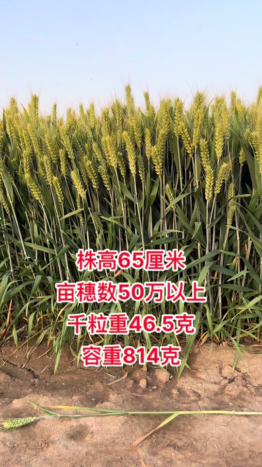 60公分矮杆特大穗小麦新品种 - 抖音