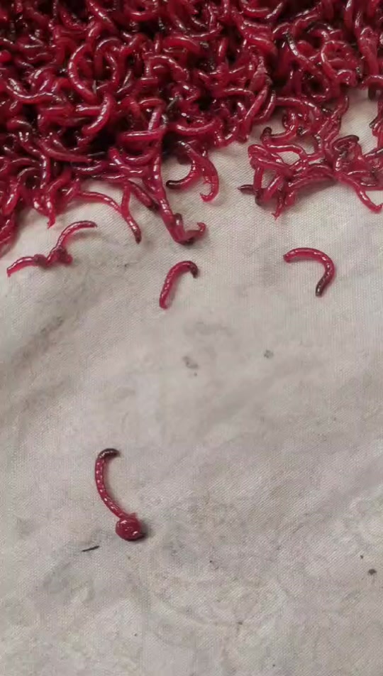 肚脐眼红虫
