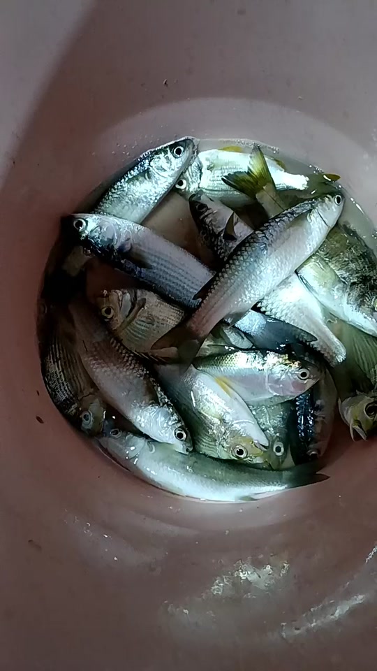 新疆天山天池有哪些鱼