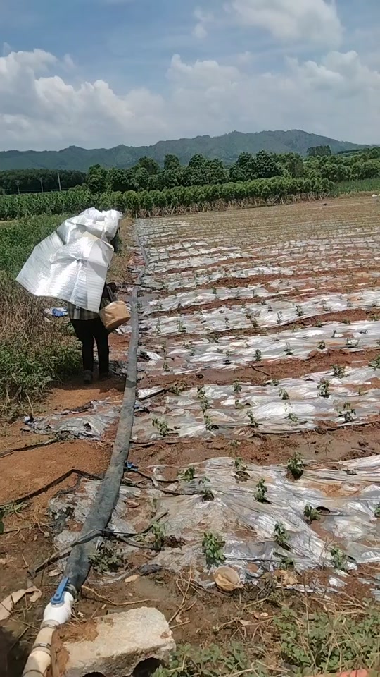 大雨过后浇点大水!这样操作可不可以!#三农 #大葱 #抖音助农