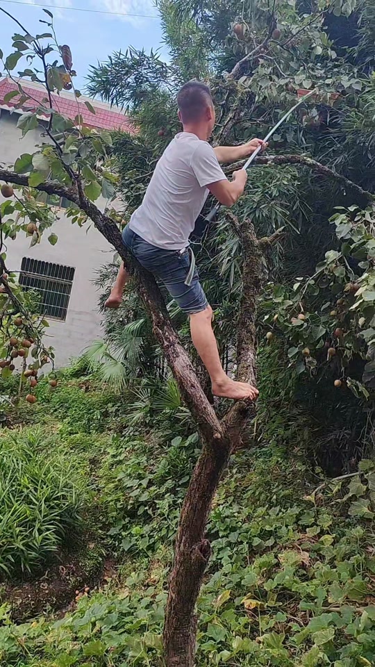 爬树高手 摘果子