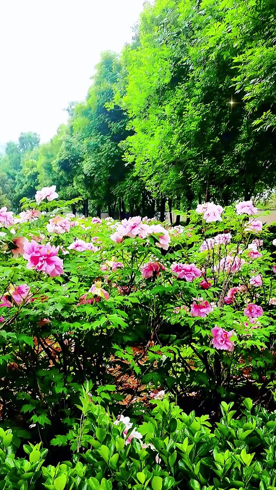 国际牡丹园有银丝贯顶吗 - 抖音