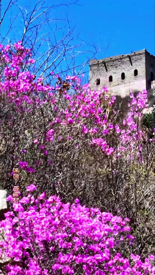 涞源石窝长城杜鹃花