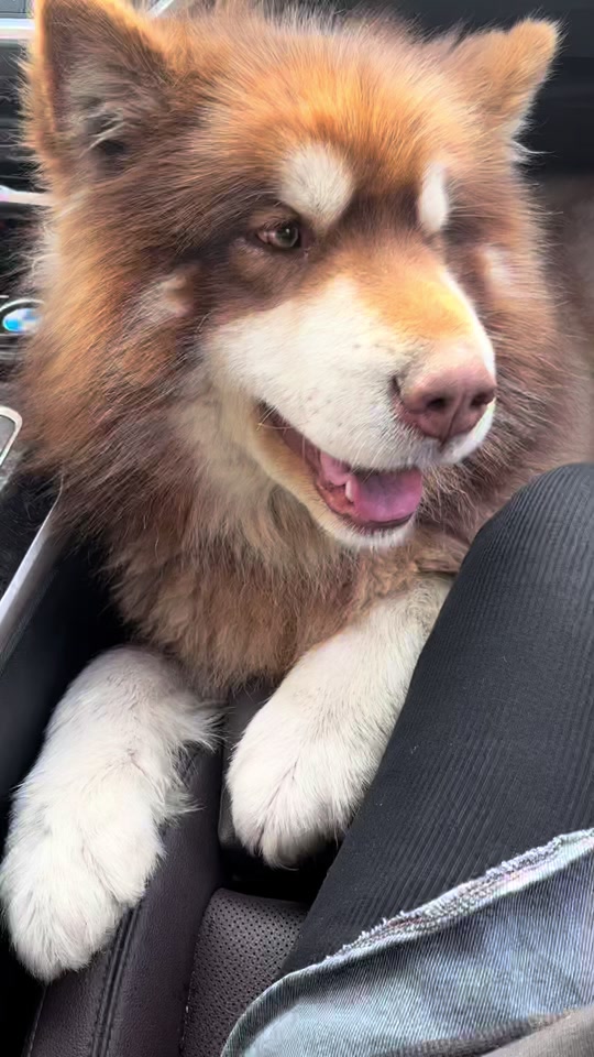 网红犬哈礼鹿身上一个褥疮也没有