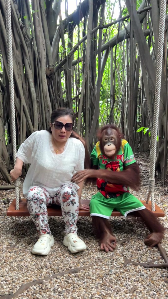 猩猩洗澡舞声声不息