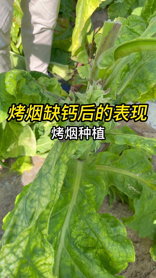 烤烟缺锌的症状
