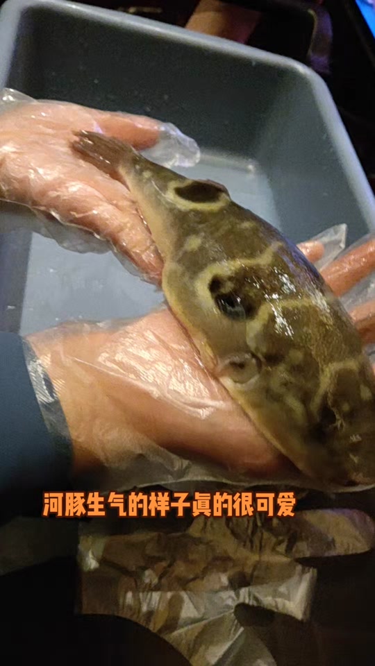 河豚生气表情包