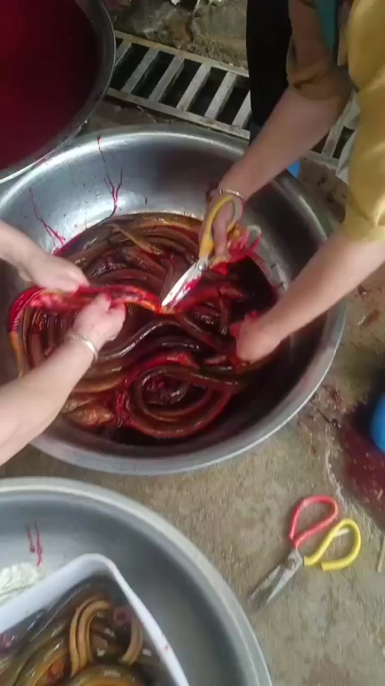 早晨杀甲鱼现在杀黄鳝!都是狠人