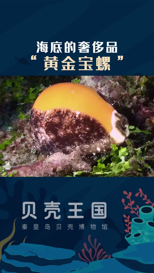 贝壳王国博物馆门票