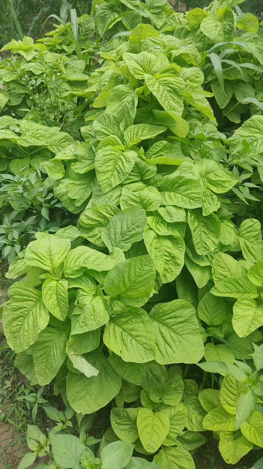 纯天然无公害,自己种的不打农药的白苋菜,每天都是新鲜的菜#绿色蔬菜
