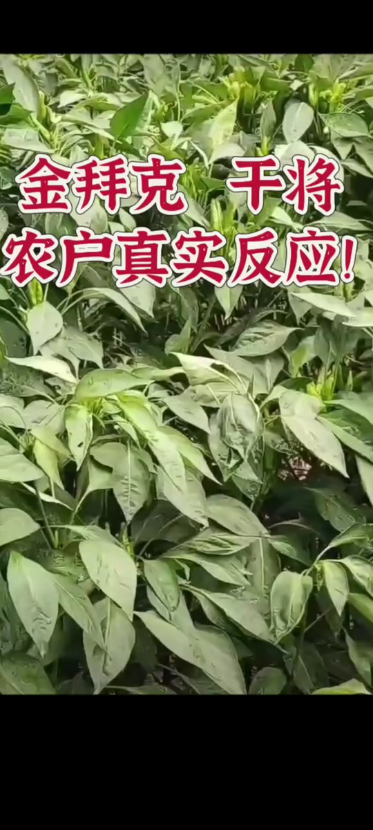 09222899222878152228 金拜克  干将!