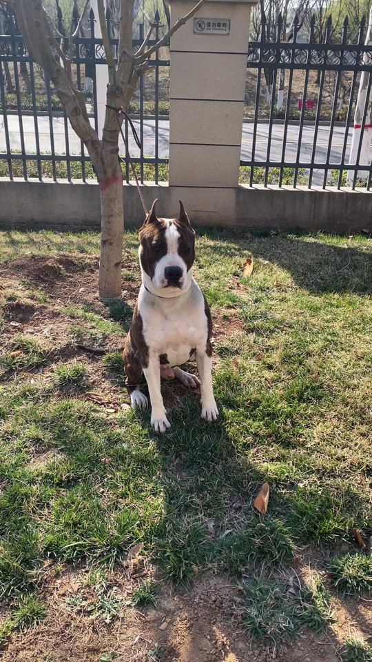 托尼马犬父亲是谁 - 抖音