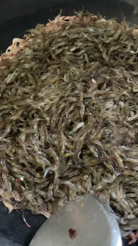 货真价实的小麻虾#野生河虾