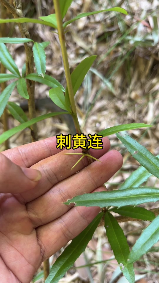 刺黄连,很苦很苦的一种植物#你的家乡有这种植物吗 #植物科普 #识百草
