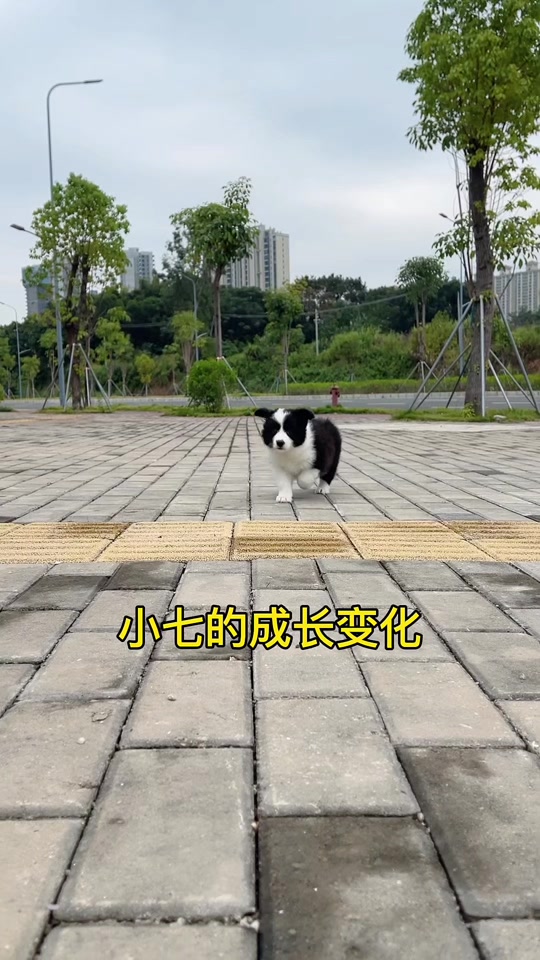 幽灵边牧长大的样子