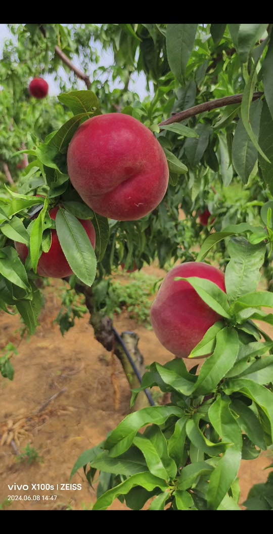 清金桃树延年益寿盆景