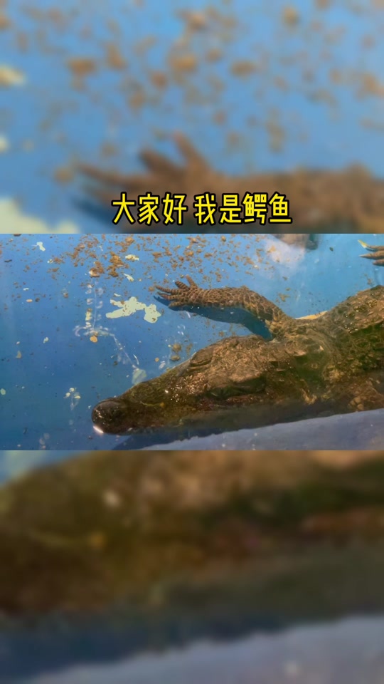 抖音鳄鱼=抖音鳄鱼皮包是不是真的