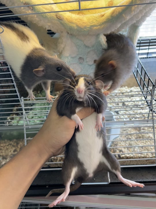 奶牛头巾花枝鼠