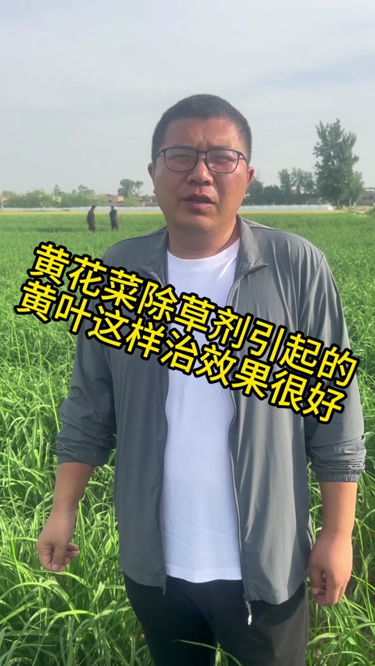 黄花菜专用除草剂