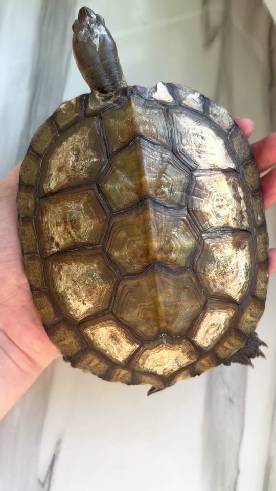 巴西龟壳上有白斑怎么处理