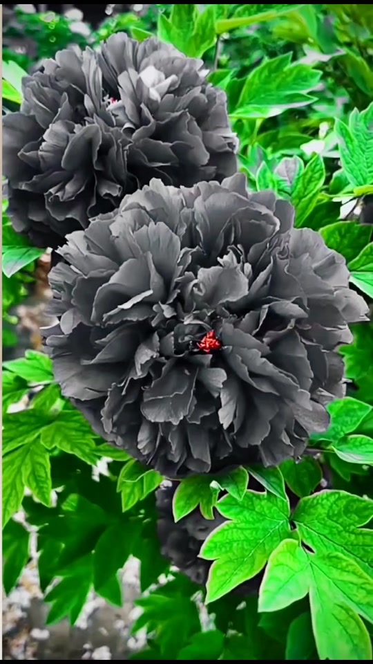 山东菏泽黑牡丹长啥样 - 抖音